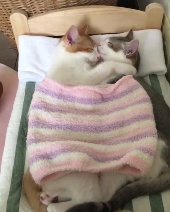 Par de gatitos se acurrucan juntos