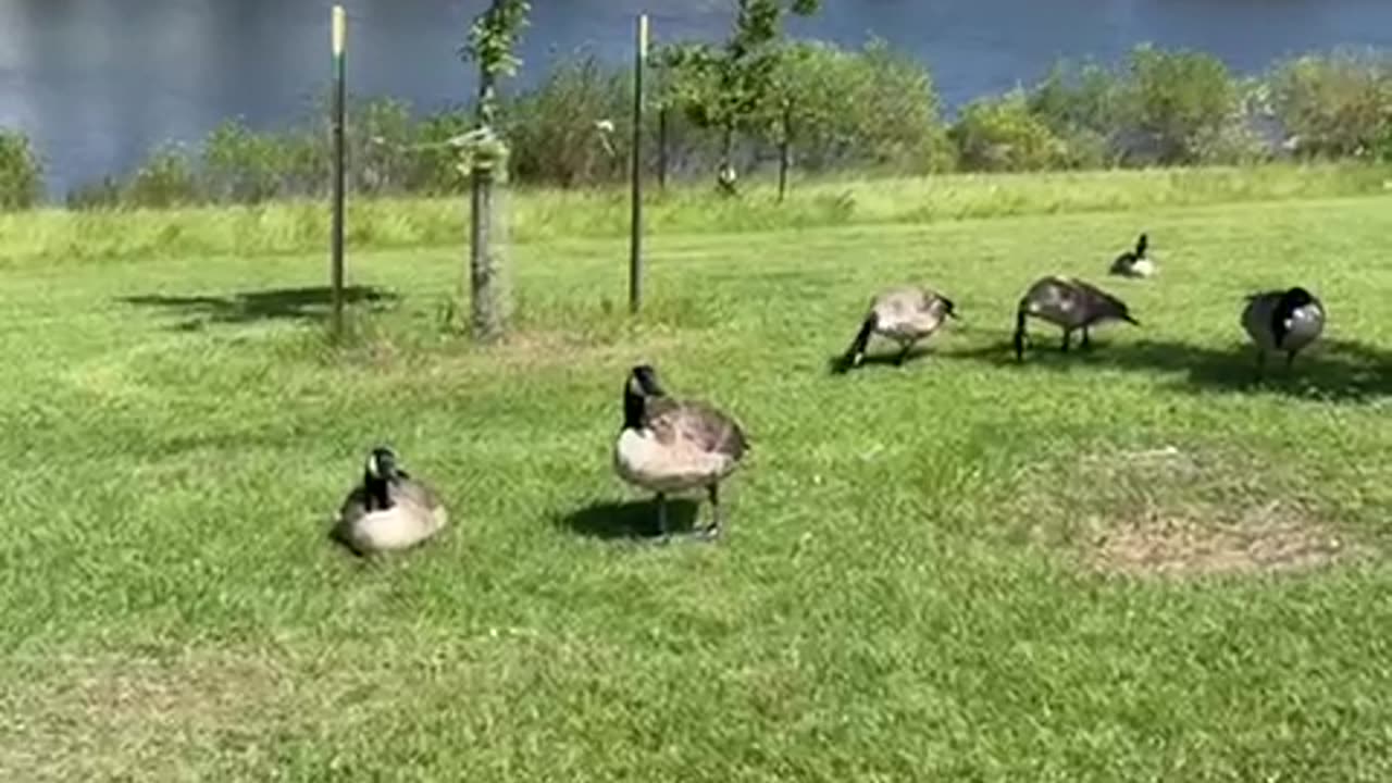 #canadagoose meet, eat, sit, and sleep at ease, #birds #goose #geese