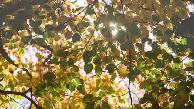 Relaxing music for deep sleep.