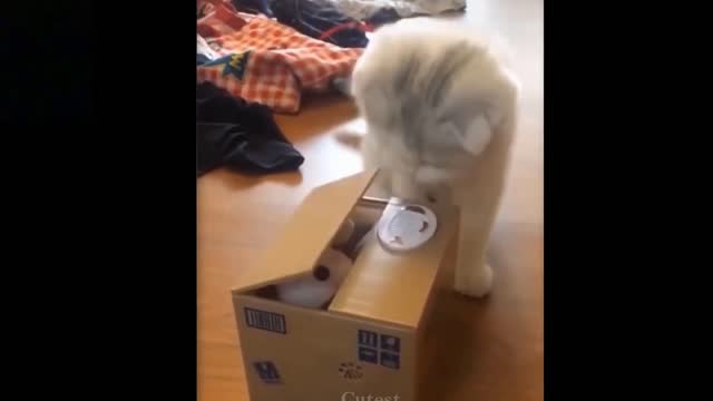 a funny cat want to git out a cat doll