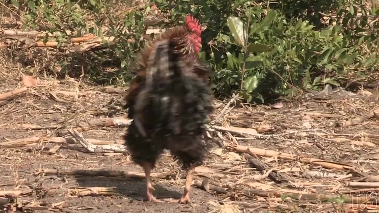 Chicken- Song- Music