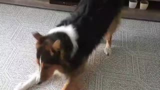 Border collie dog barks at vacuum cleaner