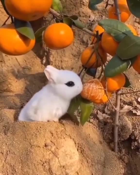 Cute Baby Rabbit Bunny Eating Orang😍😍
