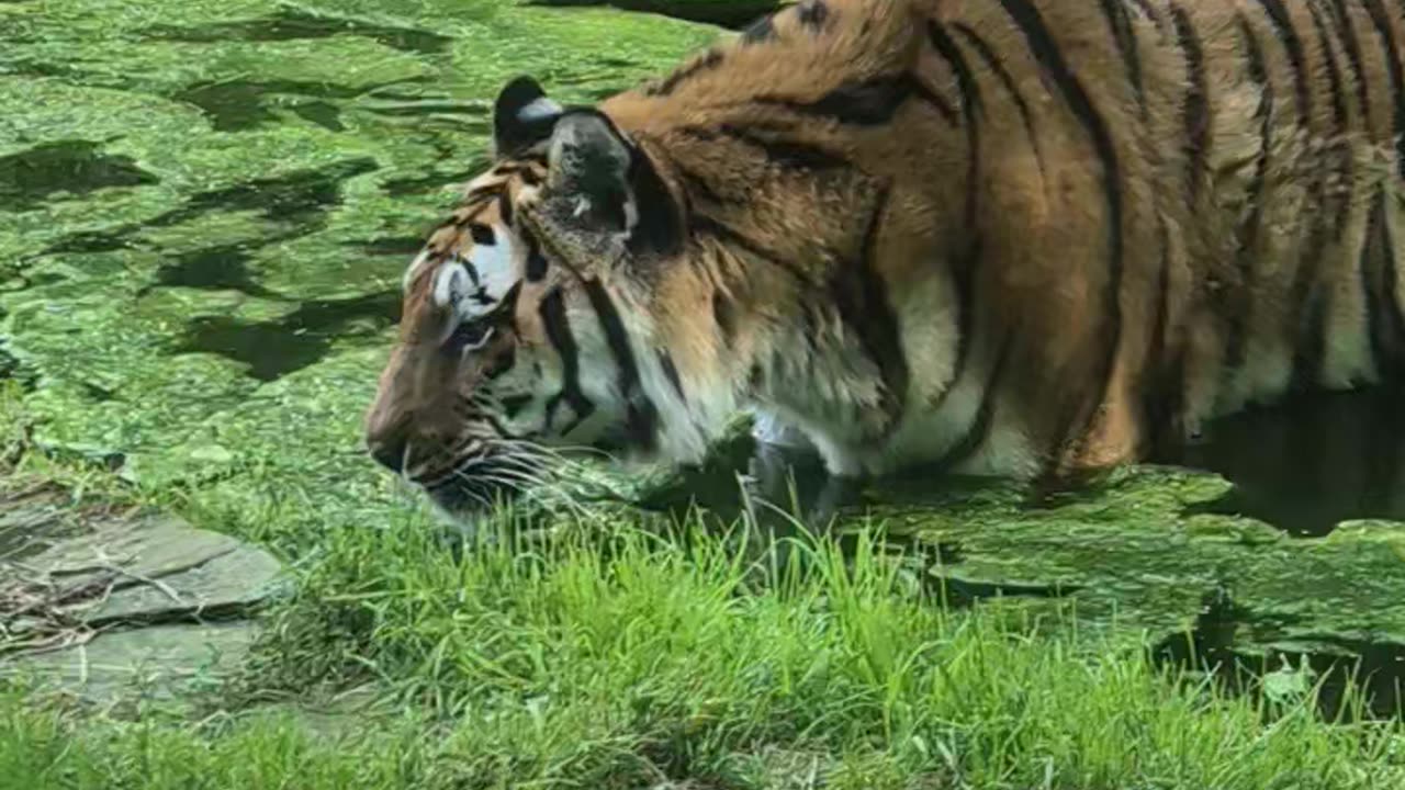 Tiger confronts travelers