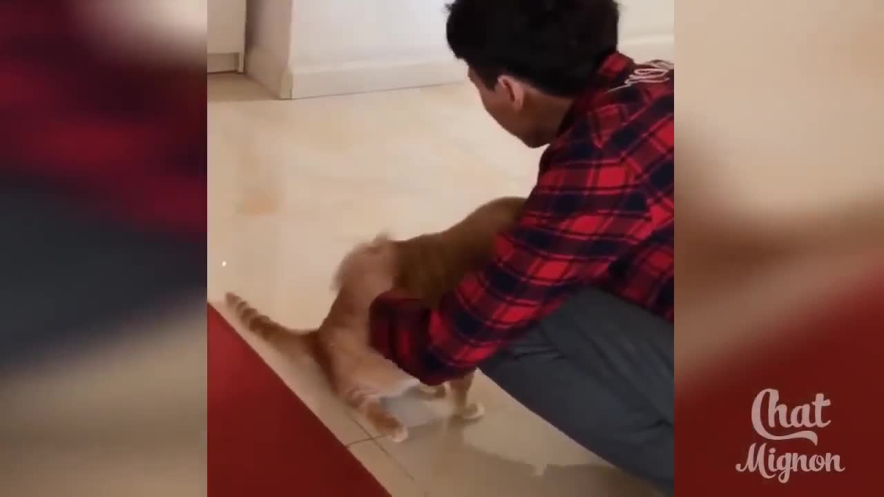 Laughing Funny Cats Video