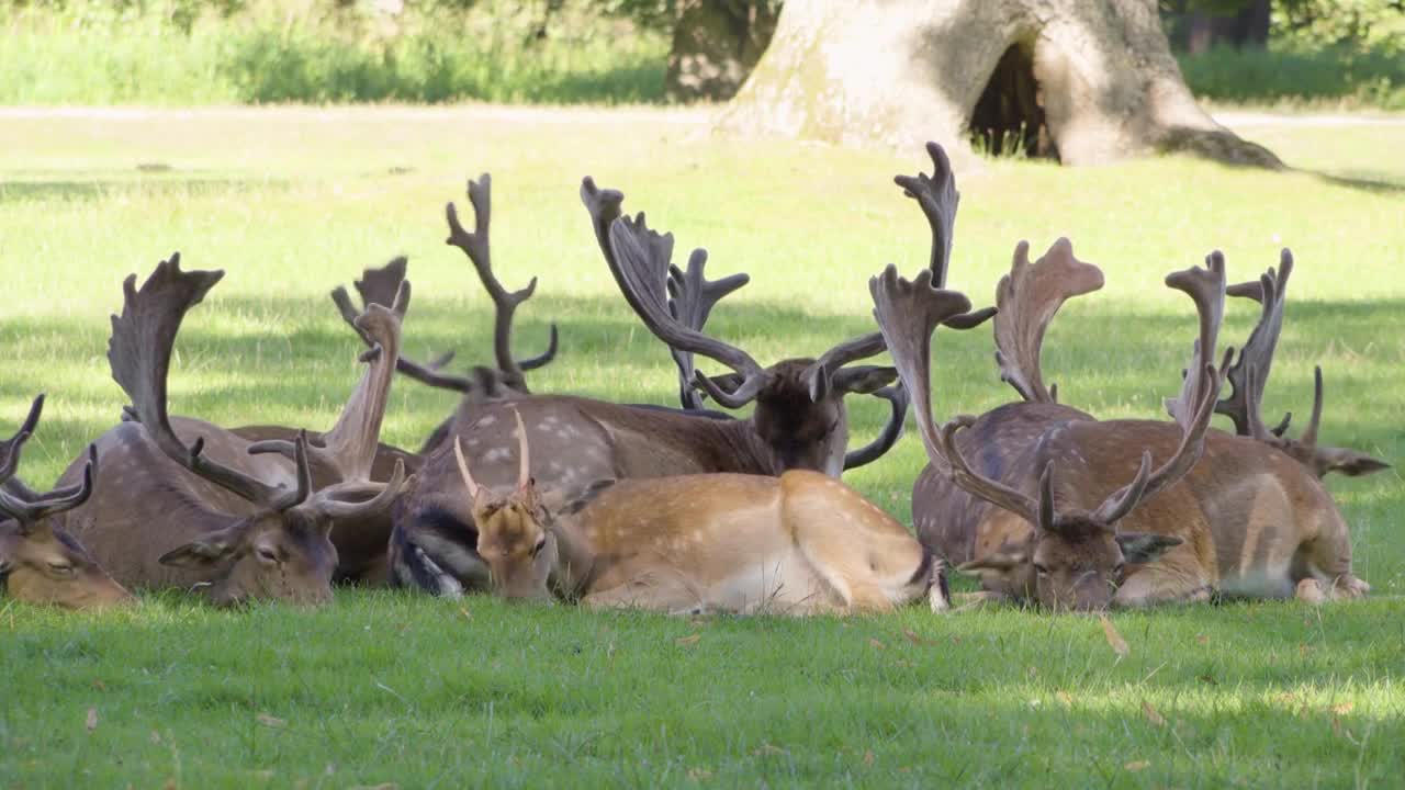 A herd of fallow deer stags rests together in a meadow by a forest on a sunny day