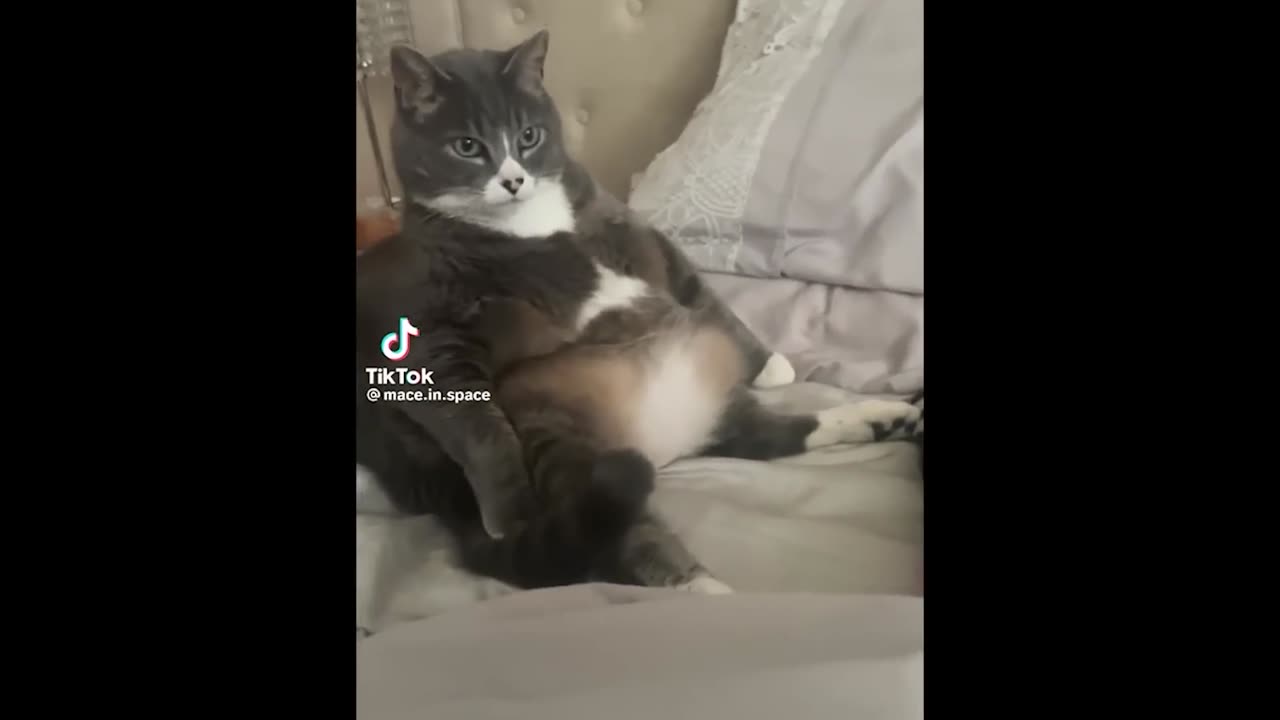 FUNNY CAT MEMES COMPILATION OF 2023 V7