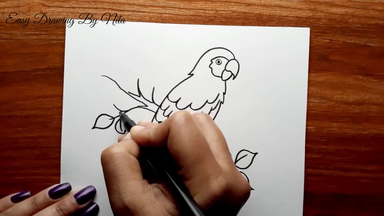 Parrot Drawing Step by Step -- How to Draw Parrot -- Parrot Drawing Colour