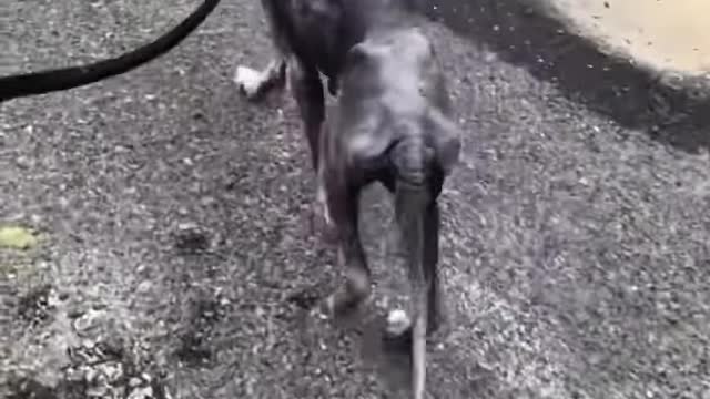 Beautiful husky is rescued by wonderful woman ❤️