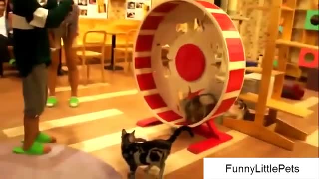 Cute little animals filmed doing mischief 😂