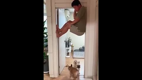 clever parrots