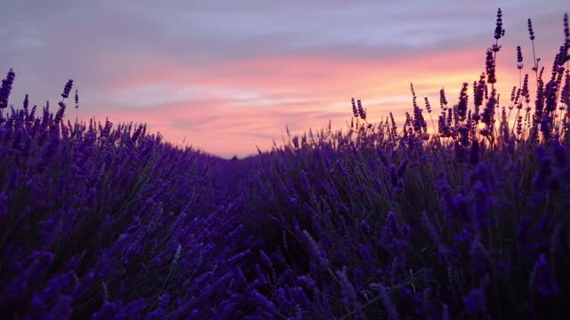 4K Lavender Flowers, Nature Flowers,