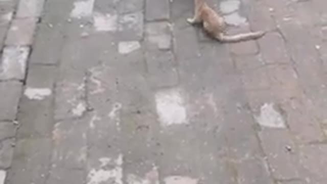 funny animal fighting video # 2022