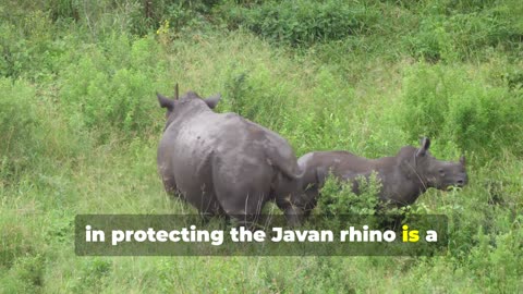 Javan Rhino Facts: Discover the Rarest Rhino on Earth!