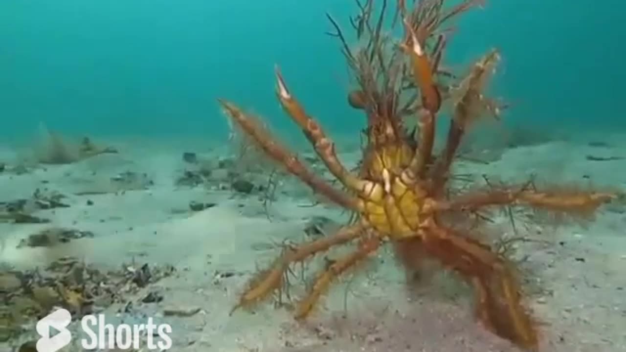 Huge & Intimidating Fancy Decorator Crab #shorts #shortvideo #video #virals #videoviral