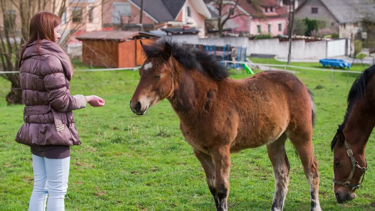 Cute horse mammal eating from woman hand in nature