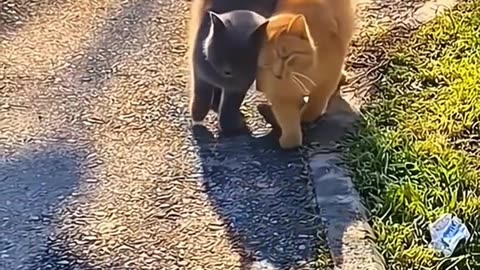 Double the fluff, double the cuteness! 😻🐾💞