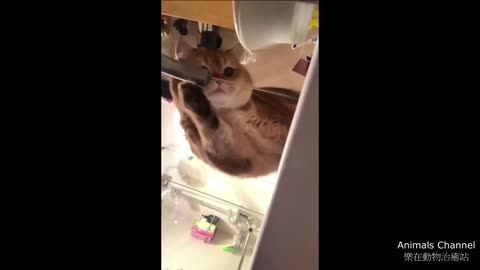 Funny Cat videos