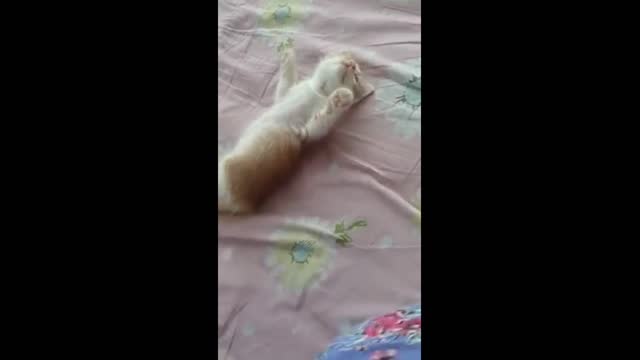 Sweet Cat Funny Video Momment