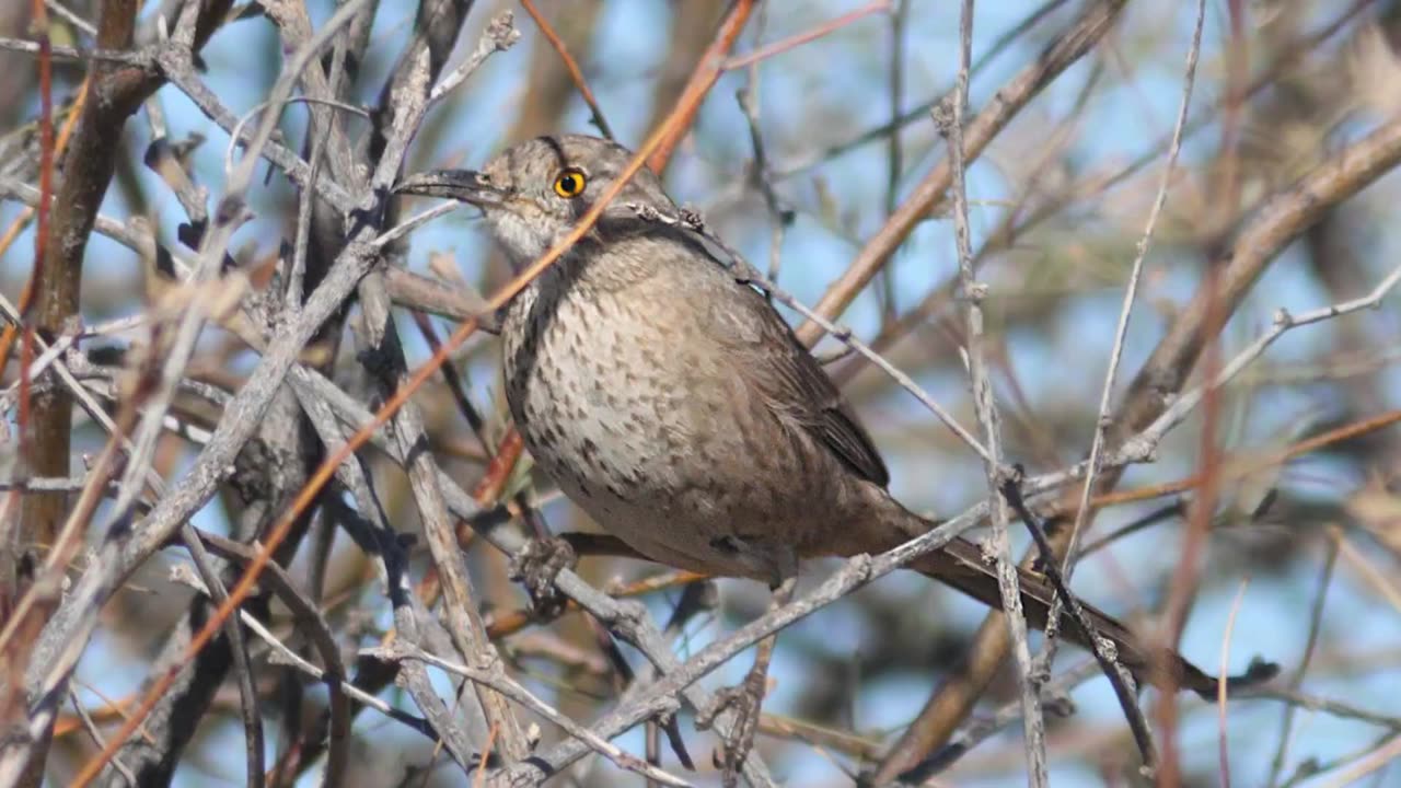 Bendire's Thrasher Bird Song Video