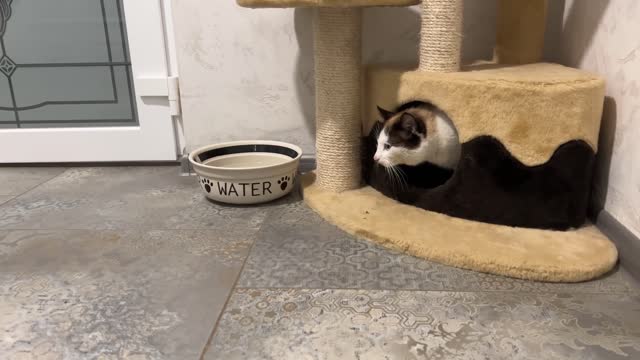 What does a German Shepherd Puppy do when a Cat doesn't want to play