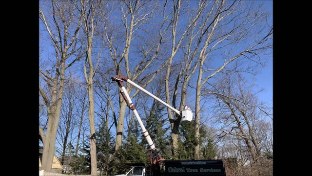 Cabral Tree Service - (781) 412-1657