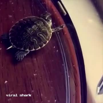 Vine.. Turtle dabbing