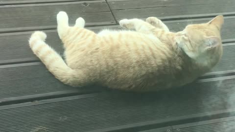 My Cat's Personal Skill