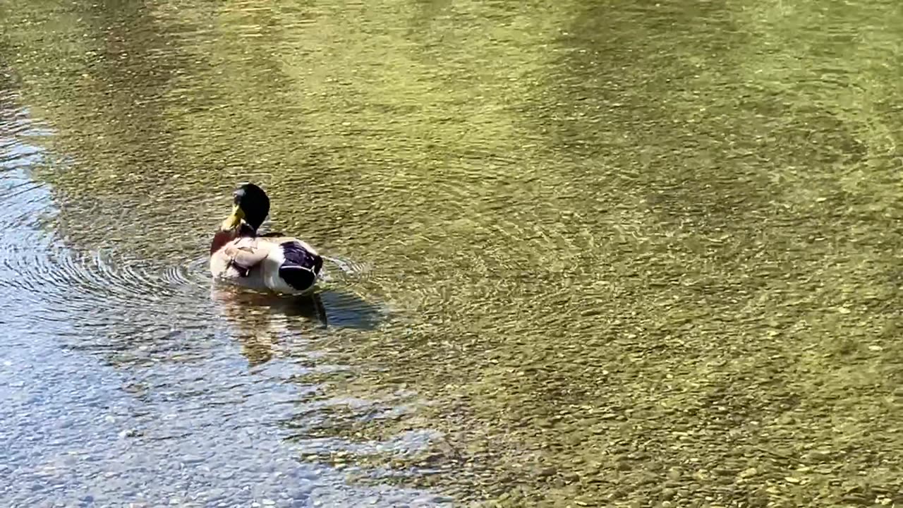 Ducks & People in the River 🦆 2 of 4