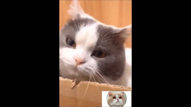 Funny cat and dog home/Cute And Funny Cat Video - Funny Pets Reaction/funny/cat and dog video/