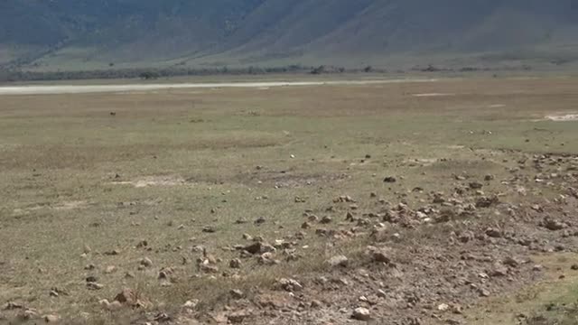 African golden wolf spotted in Ngorongoro_Cut.mp4