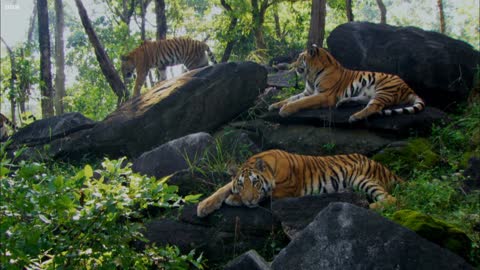 Growing Up in the Tiger Family | David Attenborough | Tiger | Spy in the Jungle | BBC