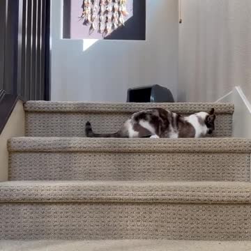 Cats masti #cats #shorts