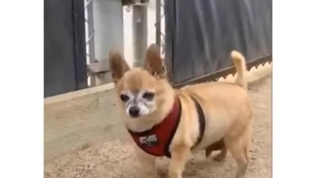 Funny Animalss Video