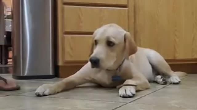 Labrador dog shows how well trained he is.