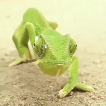 Chameleon rotates it's eyes 360.