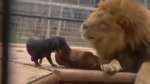 Lion love dogs funny video 😂