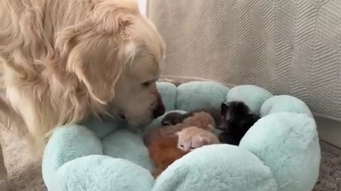 Funny Reaction of Golden Retrievers to Kittens in a Cat Bed