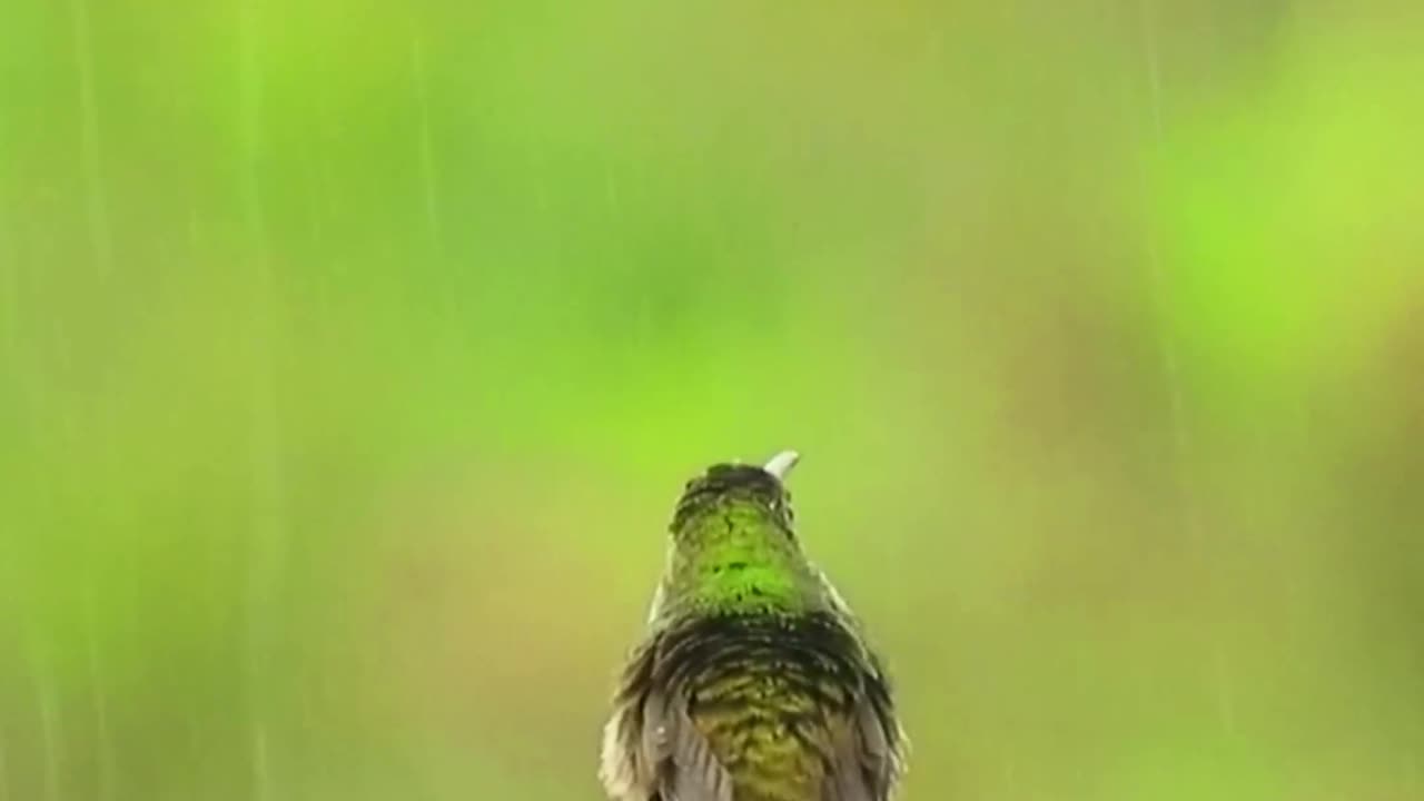 Birds Chirping and Singing in Rain, Relaxation, Meditation, Nature Sounds