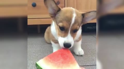 Little Corgi looks shy when eating watermelon