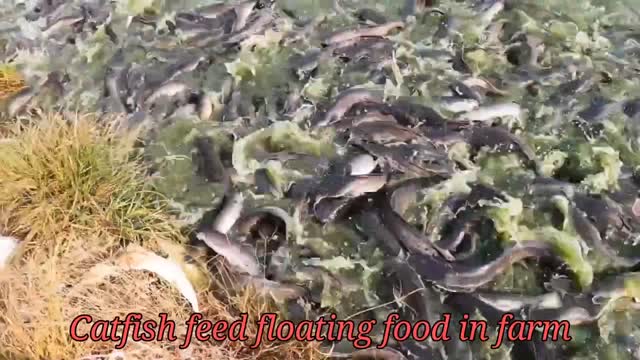 Catfish feeding in fish farm