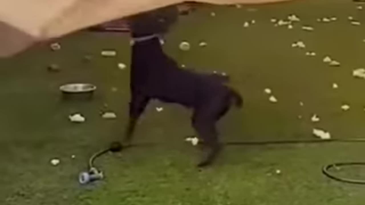 Funny animals