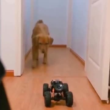 DOG GETS SCARED FOR A REMOTE-CONTROLLED MACHINE 😂🐶