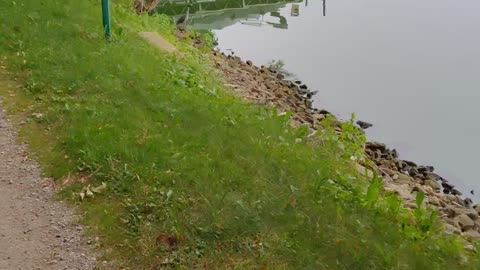 Egret on the lake