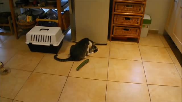 Cats and choice. Funny video _ Challenge not to laugh