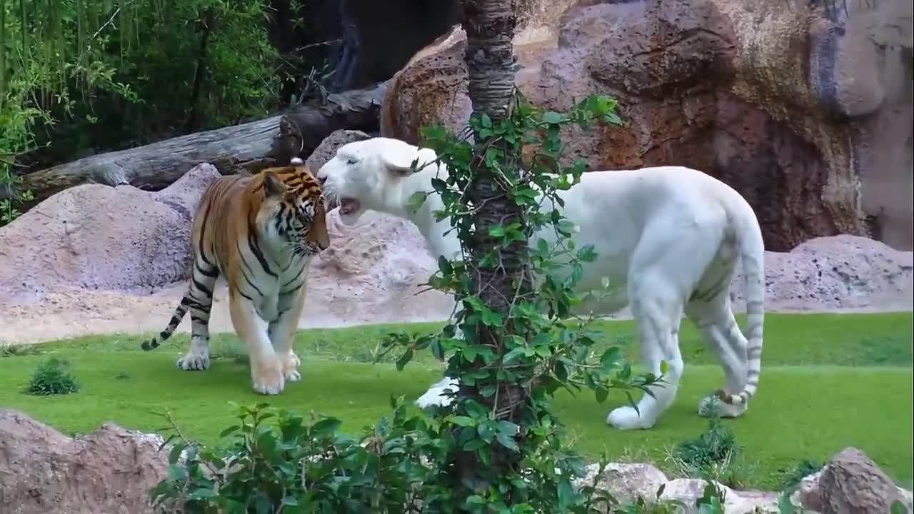 White Tiger 🐅🐅