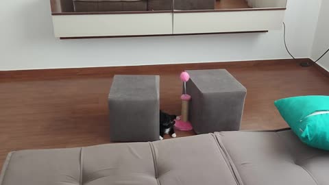 my cute kitten playing alone