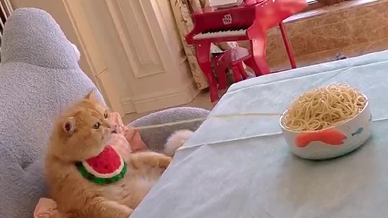 Funny videos cat