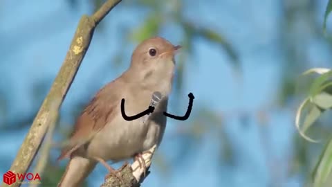 Funny Pet Videos 2021 | Life Funny Pets