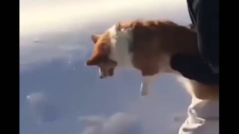 BIGGEST JUMP BY A DOG 😅